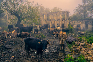 Image showing Livestock in Karabakh