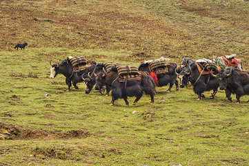 Image showing Yaks in Nepal