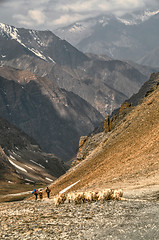 Image showing Sheep in Himalayas