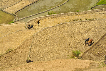 Image showing Ploughing fields in Nepal