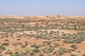 Image showing Camels in Turkmenistan