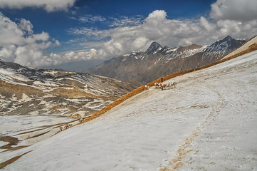 Image showing Mules in Himalayas