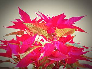 Image showing Poinsettia Christmas star