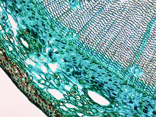 Image showing Pine Wood micrograph