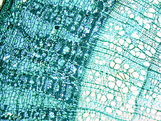 Image showing Tilia stem micrograph