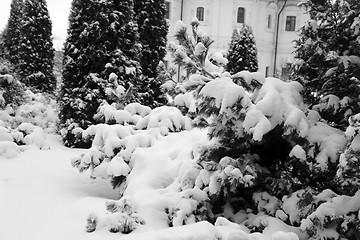 Image showing Green Christmas tree 