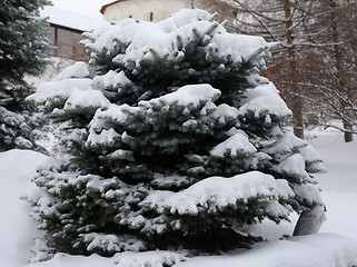 Image showing Green Christmas tree 