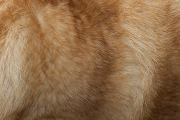 Image showing Dog Fur