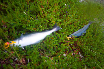 Image showing haddock on a rod night sea fishing in Scandinavia