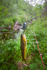 Image showing salmon fishing in a polar creek