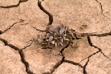 Image showing sea drought change of  climate heat water