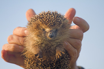 Image showing hedgehog in hands trust leaving care