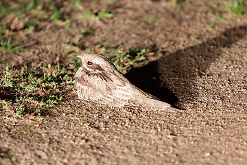 Image showing bird  goatsucker night hid in summer