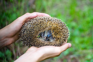 Image showing hedgehog in hands trust leaving care