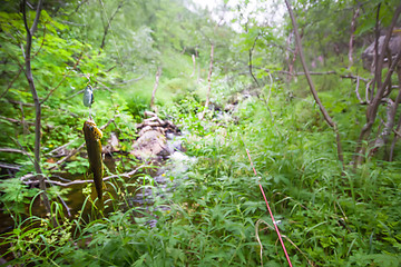 Image showing salmon fishing in a polar creek