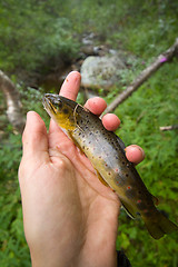 Image showing salmon fishing in a polar creek