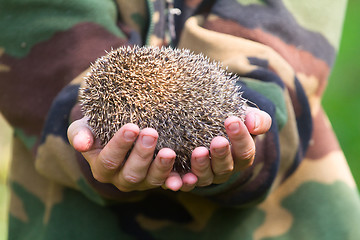 Image showing hedgehog in hands trust leaving care