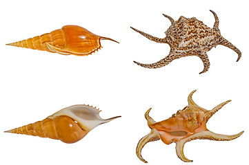 Image showing Sea shells set.