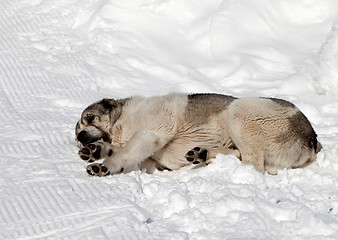 Image showing Dog sleeping on ski slope