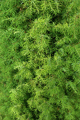 Image showing Branches of juniper