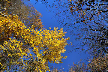 Image showing Autumn trees in blue sky