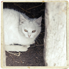 Image showing White cat sitting under the table