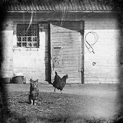 Image showing white cat sitting near a barn