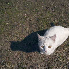 Image showing Cat looking up to camera 