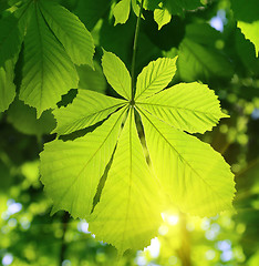 Image showing Chestnut leaf