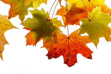 Image showing Bright autumn foliage of maple