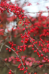 Image showing Ripe berries of barberry