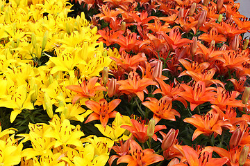 Image showing Natural background with colorful lilies