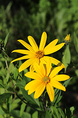 Image showing Jerusalem artichoke flowers