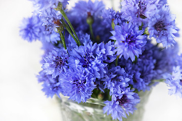 Image showing Blue cornflowers