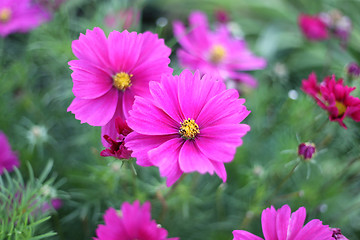 Image showing Nature background with pink Cosmos flowers