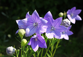 Image showing Balloon flowers (Platycodon grandiflorus)