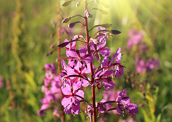 Image showing Wild flower of Willow-herb in the sunlight