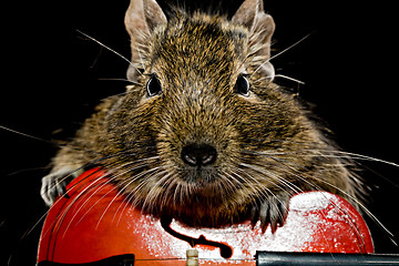 Image showing degu rodent musician