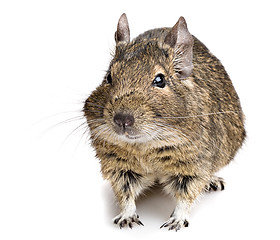 Image showing degu rodent