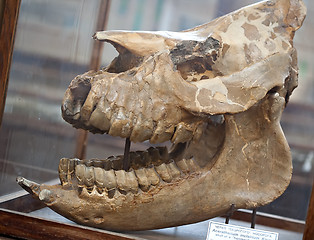 Image showing fossil skull