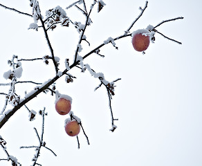 Image showing apple tree branch of frozen garden