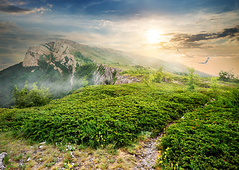 Image showing Juniper in mountains