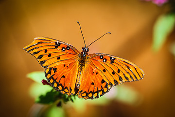 Image showing Queen Danaus Gilippus