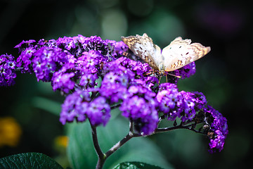 Image showing White Peacock Anartia Jatrophae