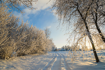 Image showing trees covered with hoarfrost against the blue sky