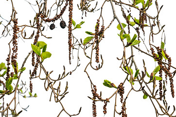 Image showing Alder branches with buds and leaves isolated background. Spring 