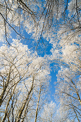 Image showing The tops of trees covered with hoarfrost against the blue sky