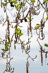 Image showing Alder branches with buds and leaves on a sky background. Spring 