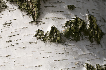 Image showing Birch bark