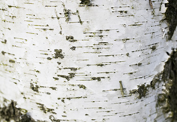 Image showing Birch bark